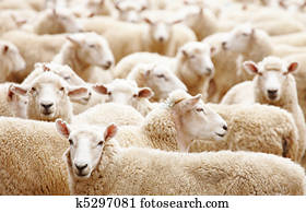 rebanho ovelha