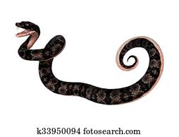 Cottonmouth Snake on White Cottonmouth Snake on White