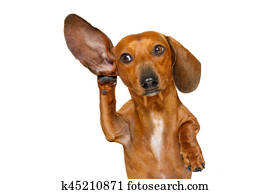 cão, escutar, cuidadosamente