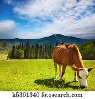 Grazing cow Grazing cow