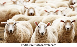 Herd of sheep Herd of sheep