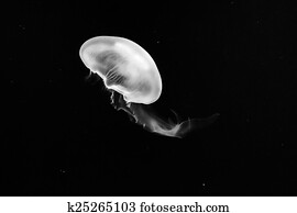 Jellyfish Jellyfish