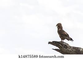 Martial Eagle