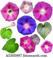 Set of gardening flowers