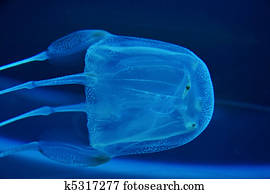 box jelly fish