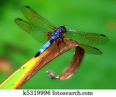 Dragonfly Dragonfly