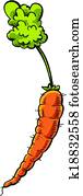 Fresh Carrot Fresh Carrot