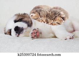 gatinhos, e, filhote cachorro, dormir