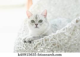 Cute American Shorthair Kitten Lying And Looking On White Basket