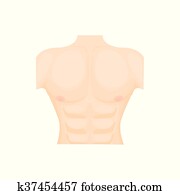 Stock Images of Male chest and abdominal muscles, detailed anatomy ...