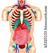 Human Organs Human Organs