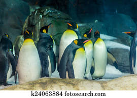 King Penguin (Aptenodytes patagonicus)