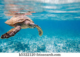 tartaruga mar hawksbill