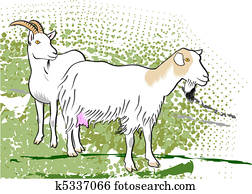 goat goat