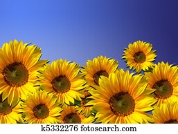 Sunflower field - flower background Sunflower field - flower background