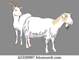 ziege ziege