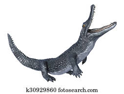 Caiman Caiman