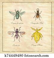 Carpenter Bee, Beetle, Oscinella Frit and Praying Mantis Vintage Collection Carpenter Bee, Beetle, Oscinella Frit and Praying Mantis Vintage Collection