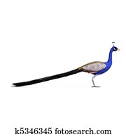 gorgeous male peacock. 3D rendering with clipping path and shadow over white gorgeous male peacock. 3D rendering with clipping path and shadow over white