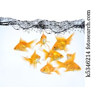 goldfish water change
