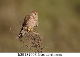 Lesser kestrel, Falco naumanni