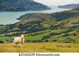 New Zealand landscape New Zealand landscape