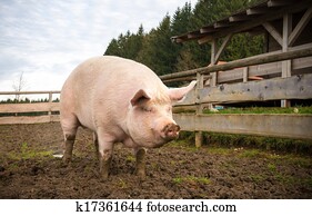Pig on a farm Pig on a farm
