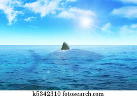 Shark Fin Shark Fin