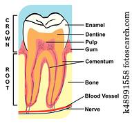 Cross Section of Tooth