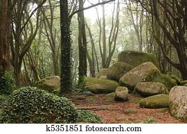 Green forest trees with huge rocks