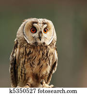 Long-eared Owl (Asio otus) Long-eared Owl (Asio otus)