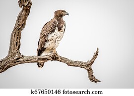 Martial eagle sitting on a branch.