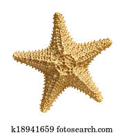 starfish isolated on white background starfish isolated on white background