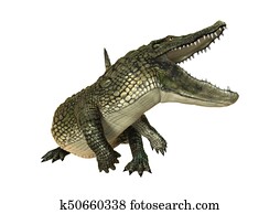 3D Rendering American Alligator on White 3D Rendering American Alligator on White