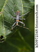 Image of an Assassin bug on green leaves. Insect. Animal