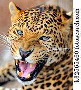 Leopard Leopard