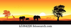 safari, panorama safari, panorama