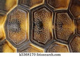 Tortoise Shell Photos | Our Top 1000+ Tortoise Shell Stock Images