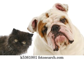 כלב, ו, חתול