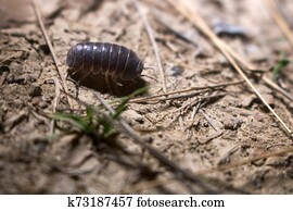 woodlice crustacean land fotosearch