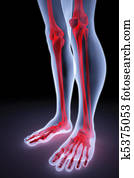 foot foot