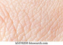 Human skin Human skin