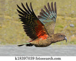 Kea - New Zealand wildlife NZ NZL Kea - New Zealand wildlife NZ NZL