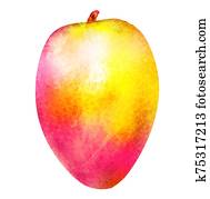 Watercolor mango on white Watercolor mango on white