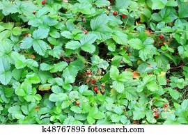 Wild strawberries with ripe berries Wild strawberries with ripe berries