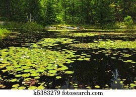 almofadas mentiras, ligado, lago