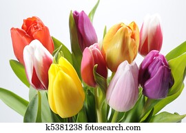 bunch of tulips