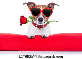 día de valentines, perro