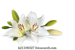 Easter Lily flowers on white Easter Lily flowers on white