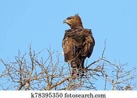 Martial eagle perched on a tree